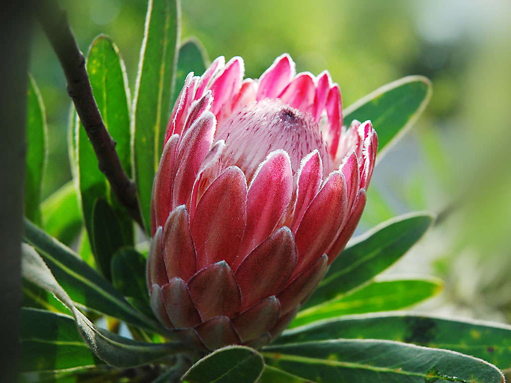 Closer Look NSW Flower | Australian Cut Flower Industry